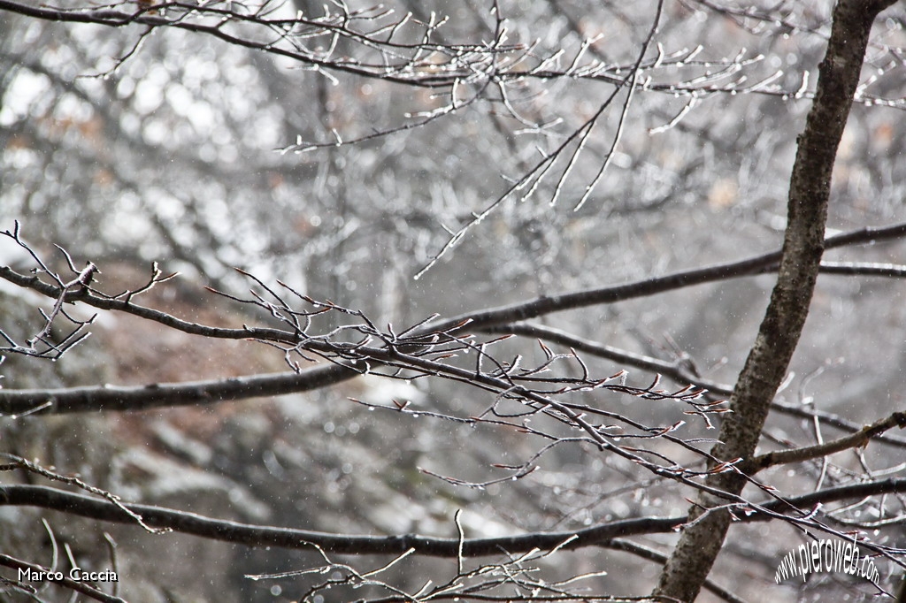 02_Nevica ed i rami sono ghiacciati.JPG